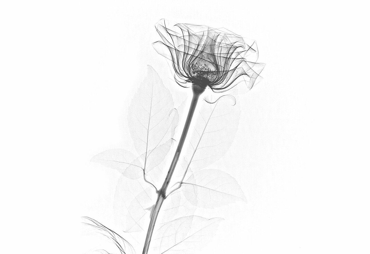 rose-mrt-sw